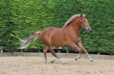 Hollybrooke Ginger